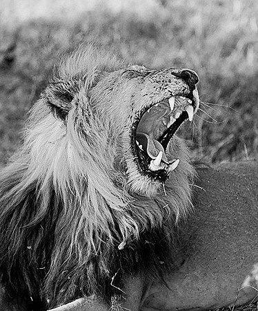 Yawning Lion, Okavango Delta, Botswana