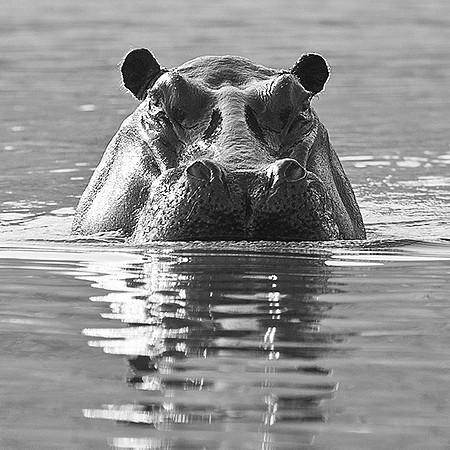 Hippo rising from the Chobe River waters
