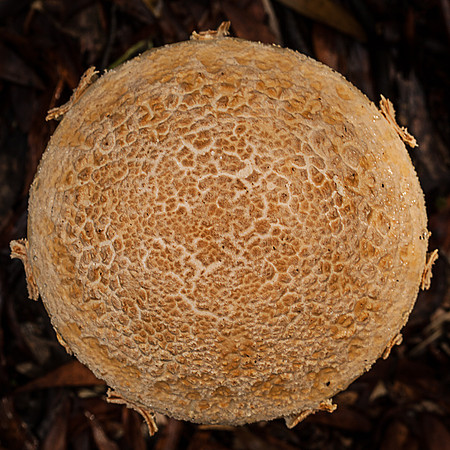 Otways Fungi