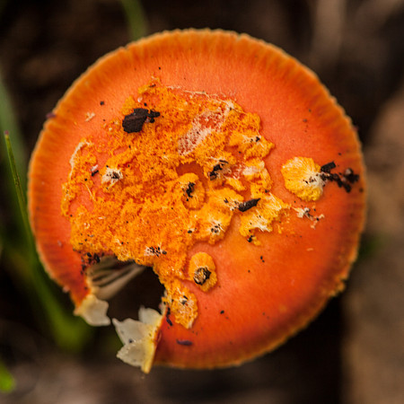 Otways Fungi