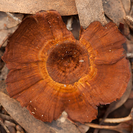 Otways Fungi