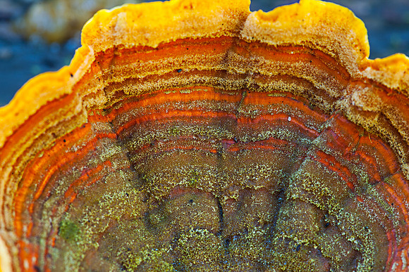 Otways Fungi
