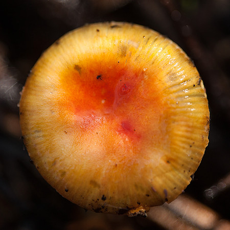 Otways Fungi