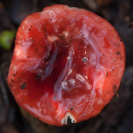 Otways Fungi