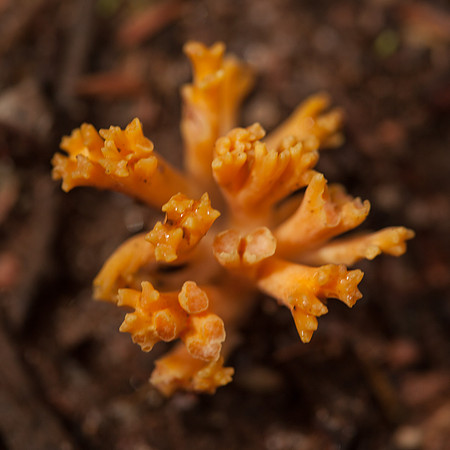 Otways Fungi