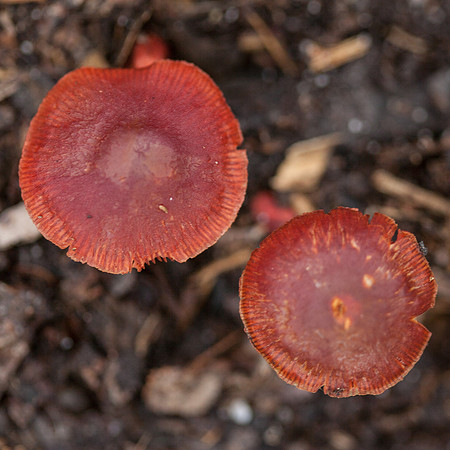 Otways Fungi