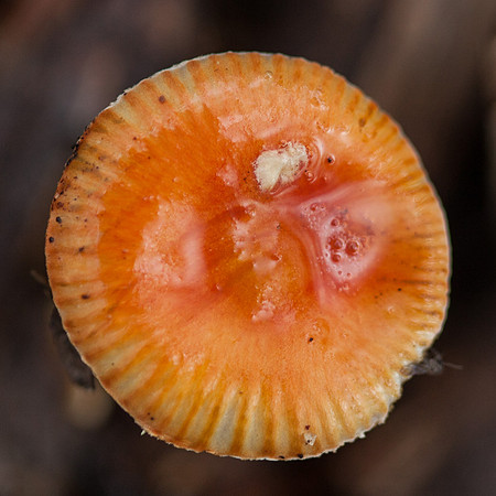 Otways Fungi