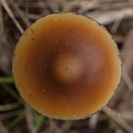 Otways Fungi