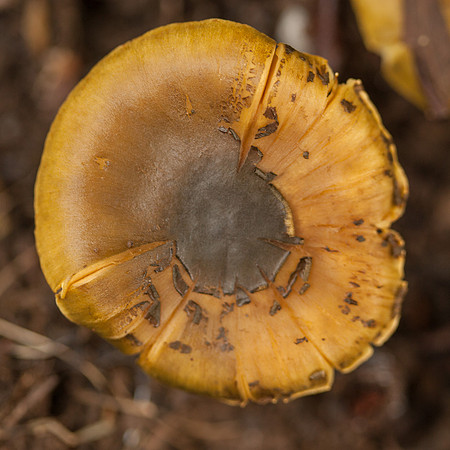 Otways Fungi
