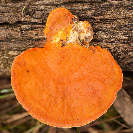 Otways Fungi