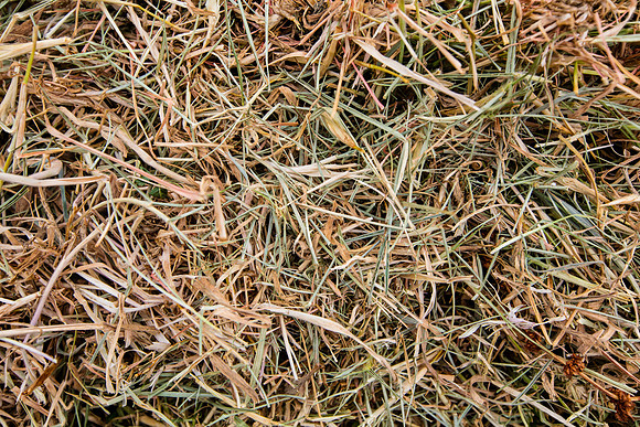 Simmonds_Paddock-Grass_Texture2904