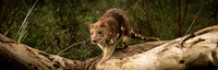 Conservation Ecology Centre
