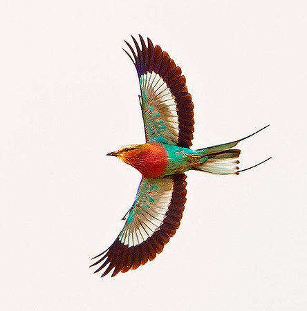 The startling colours of the lilac breasted roller