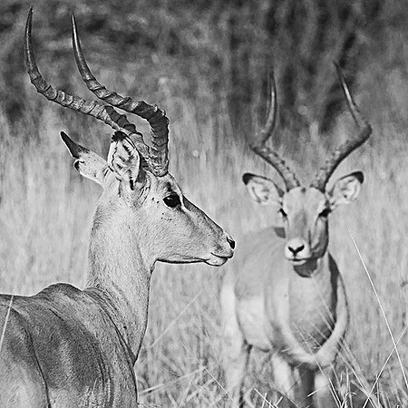 Impala in the Okavango Delta, Botswana