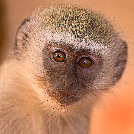 The ever-curious vervet monkey