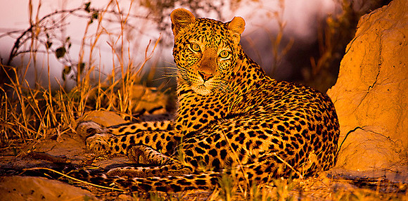 A beautiful female leopard