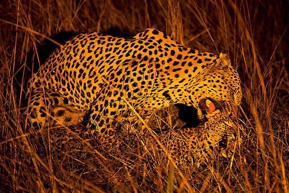 Mating leopards, a very rare sight, Okavango Delta, Botswana