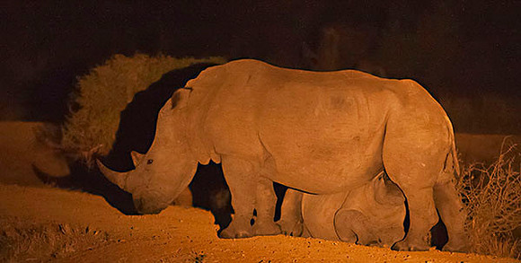 Rhinoceros suckling her calf
