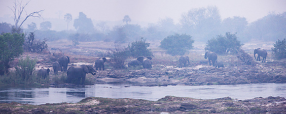 Elephants crossing the Zambesi River, Zambia